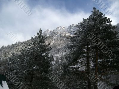 High pine trees and mountain