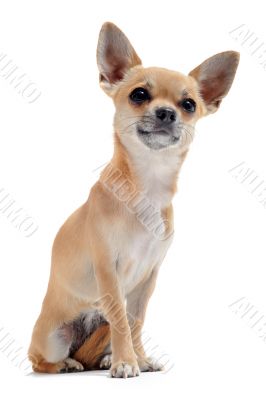 short hair chihuahua