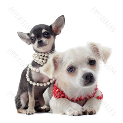 chihuahuas with pearl collar