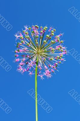 Allium inflorescence