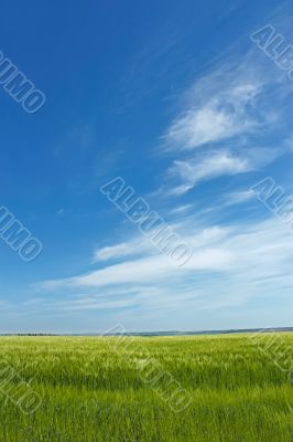 Skyscape over barley field
