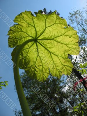  The growing Astilboides tabularis