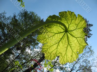 The growing Astilboides tabularis