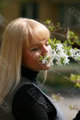 Blossoming branch of a cherry