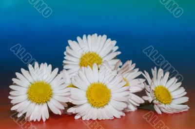 lot of daisy lot of daisy