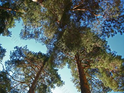 Long pine tree up to the sky