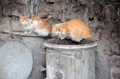 Two Stray Cats on Garbage Bins
