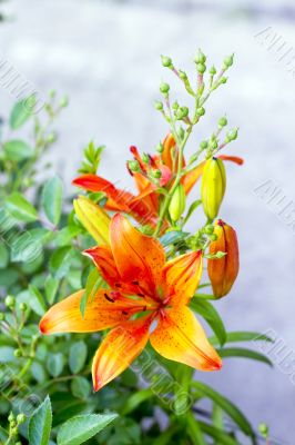 orange lilies blooming on a bed of flowers