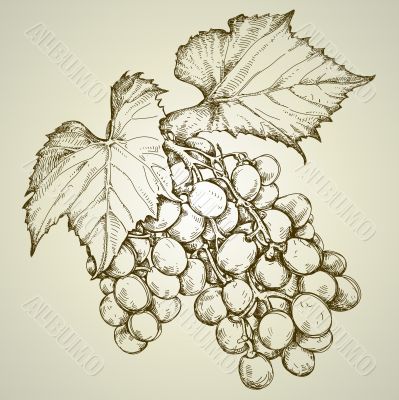 bunch of grapevine