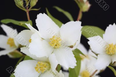 Philadelphus Mock Orange