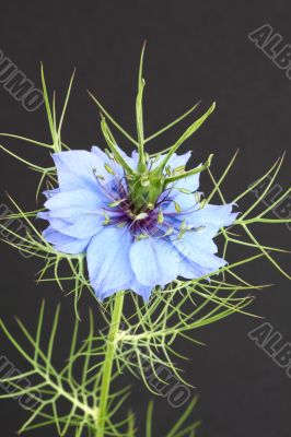 Nigella (love-in-a-mist, devil-in-a-bush)