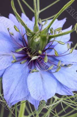 Nigella (love-in-a-mist, devil-in-a-bush)