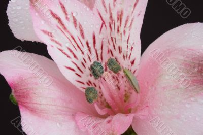 Alstomeria Peruvian Lily