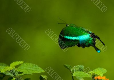 Banded Peacock