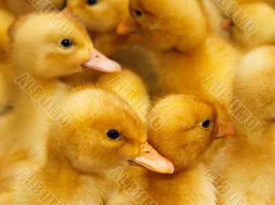 Group of  small domestic ducklings 