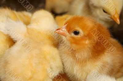 Portrait of small domestic chicken