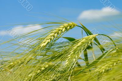 Barley spikelet on the field
