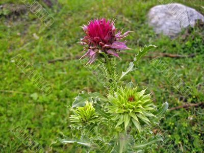 Red flower with oins on the meadow