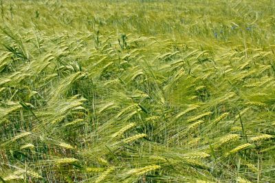 Barley field during flowering
