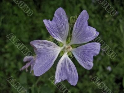 Pale violet flower Pale violet flower