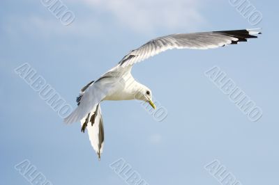 Flying seagull on blue sky background