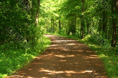 Pathway through the forest