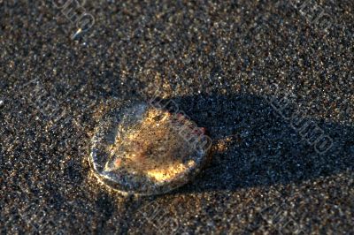 Baby Jellyfish