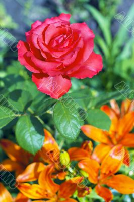 blooming red rose on a background of orange lilies blooming red rose on a background of orange lilies