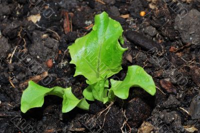 fresh green salad vitamin