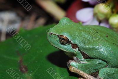 frog completely near frog completely near
