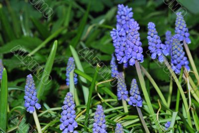 blue grape hyacinth in the spring blue grape hyacinth in the spring