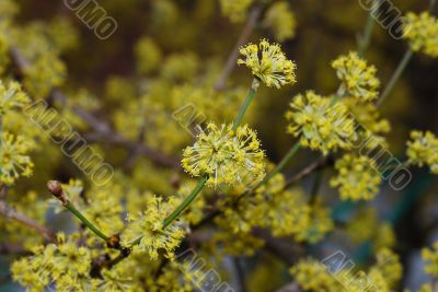 yellow bloom bush yellow bloom bush