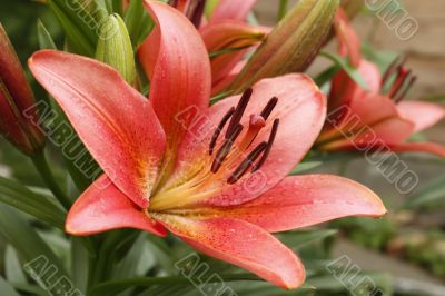 Pink lily flower in flower beds
