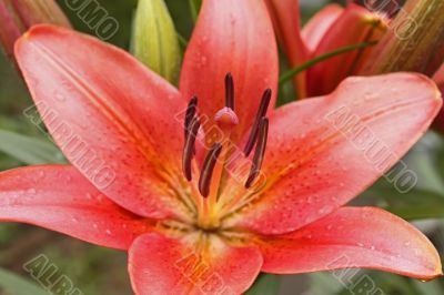 Pink lily flower after the rain