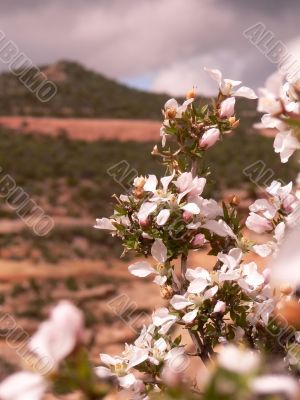 Flowers of the Colorado