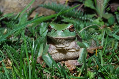 tree frog look into the camera