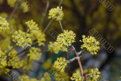 yellow bloom spring