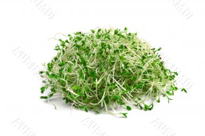 alfalfa sprouts