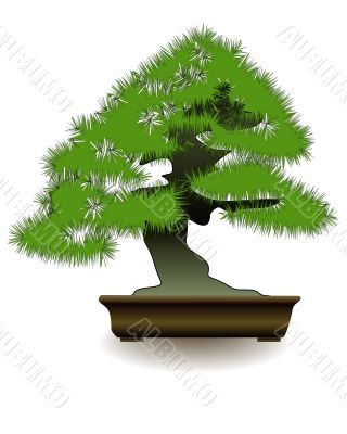 Japanese bonsai  tree