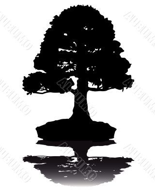 Japanese bonsai  tree  silhouette