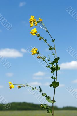 Field bean plant with yellow flowers 