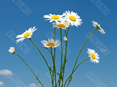 Bouquet of field daisies