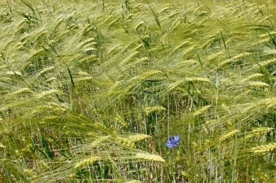 Barley field during flowering period