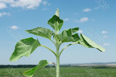 Young sunflower plant