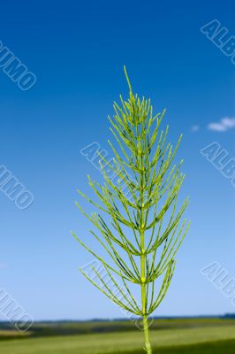 Field horsetail plant