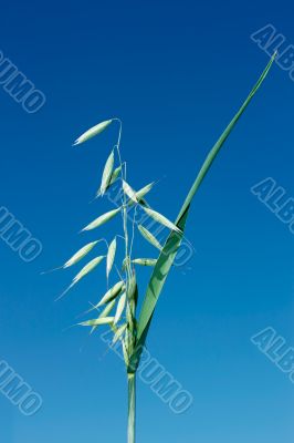 Green spike of oats