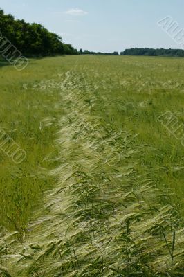 Barley field in flowering period