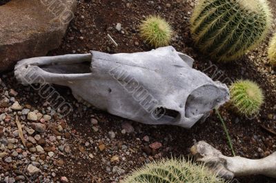 skull and bone of horse near cactus on ground skull and bone of horse near cactus on ground