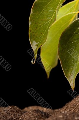 Water droplets Water droplets