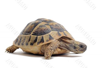 Tortoise